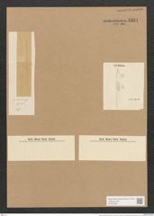 Nitzschia ventricosa Kitt. (de-Toni-Nr.: Genus 47, Species 2147) Zeichnungen Sammlung Grunow Nr. 4324 (NHMW-BOT-W0372356)